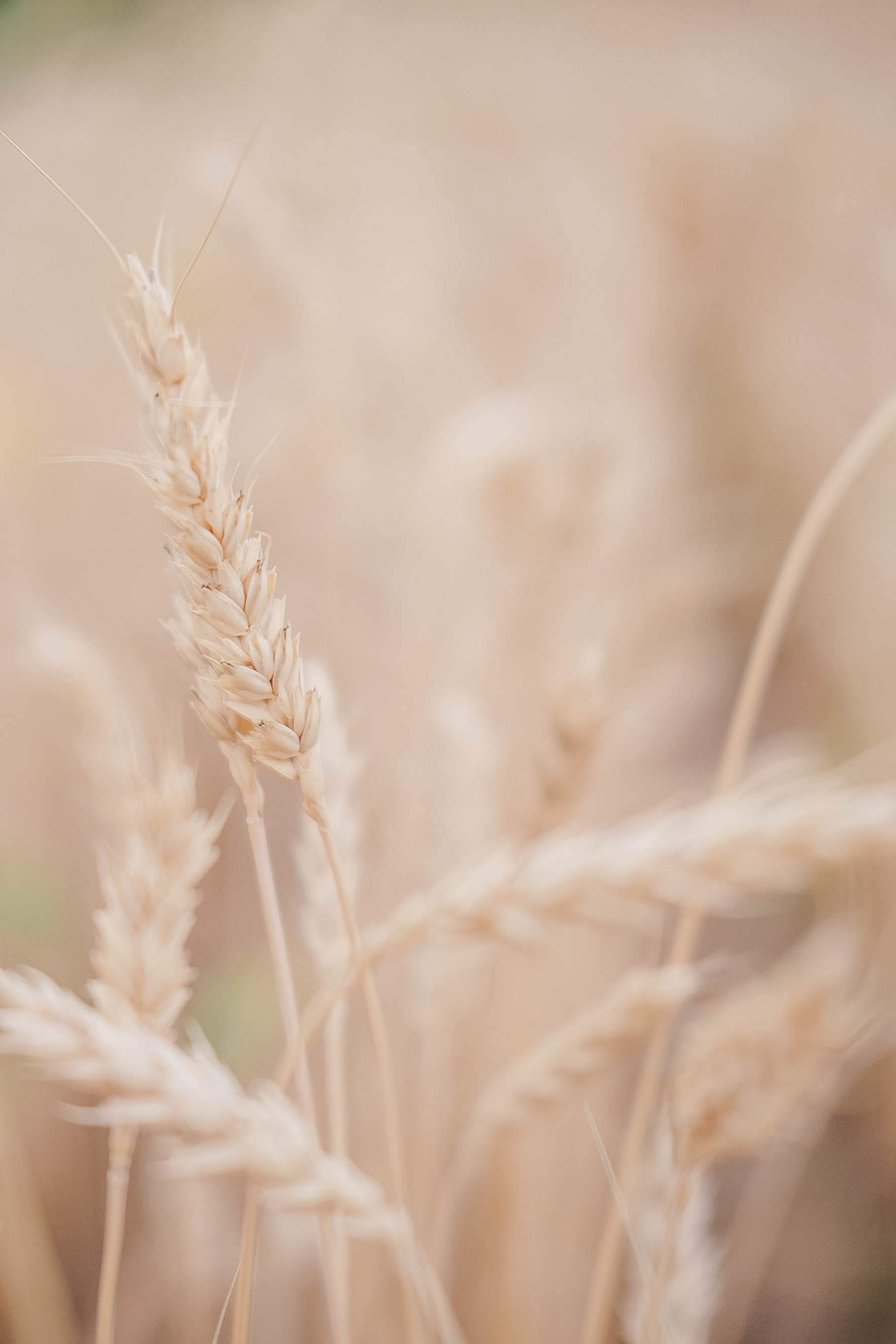 Serene Beige Wheat Field 